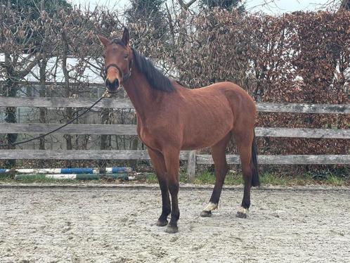 Paard 1m55, 3 jarige springgefokte merrie, Dieren en Toebehoren, Paarden, Merrie, Onbeleerd, Minder dan 160 cm, 3 tot 6 jaar, Springpaard