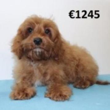 Cavapoo pups met prachtige kleur - te koop beschikbaar voor biedingen