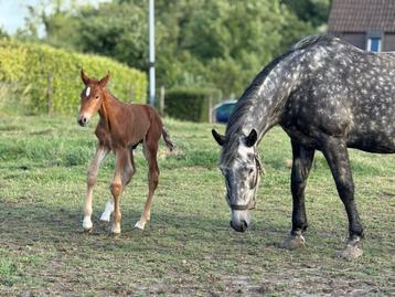 Hengstenveulen beschikbaar voor biedingen