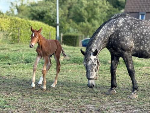 Hengstenveulen, Dieren en Toebehoren, Paarden, Hengst, 0 tot 2 jaar, Recreatiepaard, Met stamboom, Gechipt
