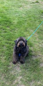 Boomer (teefje ), Dieren en Toebehoren, België, Particulier, Overige rassen, CDV (hondenziekte)