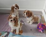 Mooie, sociale cavalier king charles pups van geteste ouders, Dieren en Toebehoren, België, Fokker | Hobbymatig, CDV (hondenziekte)