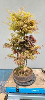Acer bos bonsai, Tuin en Terras, Planten | Bomen, Ophalen