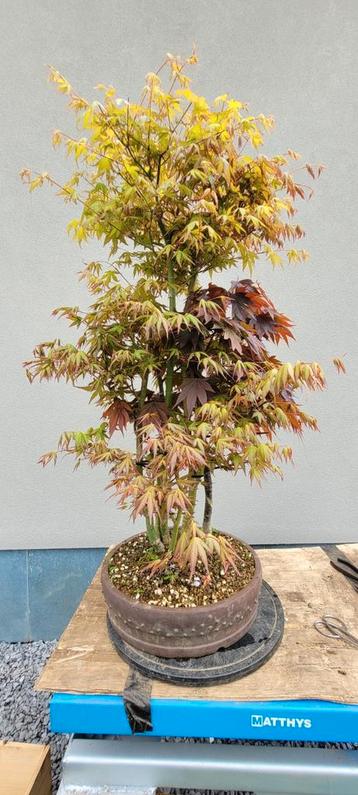 Acer bos bonsai beschikbaar voor biedingen