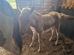 Paard, Dieren en Toebehoren, Paarden, Merrie, Gechipt, 0 tot 2 jaar