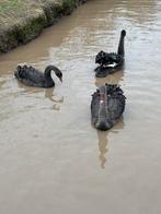 Zwarte zwanen, Meerdere dieren, Gans of Zwaan