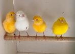 Kanarie, kanaries., Dieren en Toebehoren