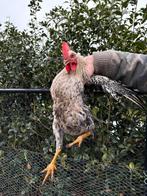 Haan, Dieren en Toebehoren