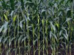Mais te koop & MKS, Zakelijke goederen, Ophalen of Verzenden