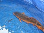 Koi etang, Dieren en Toebehoren, Vissen | Vijvervissen