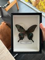 Papilio Maackii Japan vlinder, Verzamelen, Dierenverzamelingen, Ophalen of Verzenden, Zo goed als nieuw