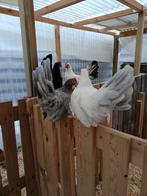 chabo krielen en vele andere rassen ACTIE 4+1 GRATIS, Dieren en Toebehoren, Pluimvee, Vrouwelijk, Kip