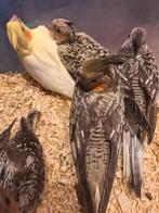 Zeer mooie en zeer tamme valkparkietjes, Dieren en Toebehoren, Vogels | Overige Vogels
