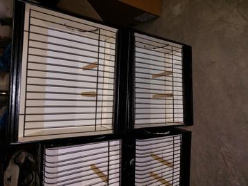 Tt kooien voor glosters beschikbaar voor biedingen