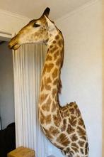 Taxidermy giraffe, Ophalen, Zo goed als nieuw, Overige soorten, Opgezet dier