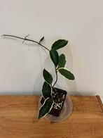 Hoya Krimson Queen, Huis en Inrichting, Ophalen