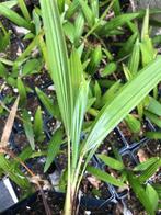 Zeldzame hybride palm zaailingen set 4st  princeps en nanus, Enlèvement ou Envoi, Moins de 100 cm, Été, Ombre partielle