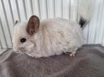 Ebony white angora en blue diamond chinchilla meisjes, Dieren en Toebehoren, Knaagdieren, Februari, Chinchilla