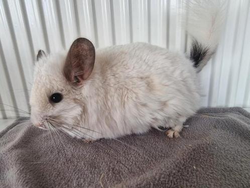 Ebony white angora en blue diamond chinchilla meisjes, Dieren en Toebehoren, Knaagdieren, Chinchilla, Februari