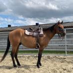 Quarter horse, Non dressé, Vermifugé, Moins de 160 cm, 3 à 6 ans