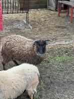 schaap hebridean/ouessant; geslacht: vrouw, Dieren en Toebehoren, Schapen, Geiten en Varkens, Vrouwelijk, Schaap, 0 tot 2 jaar