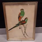 Gould & Richter Lithographie ancienne oiseaux 1860, Antiquités & Art, Art | Lithographies & Sérigraphies, Enlèvement ou Envoi