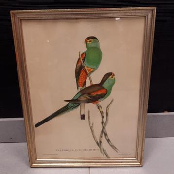 Gould & Richter Lithographie ancienne oiseaux 1860