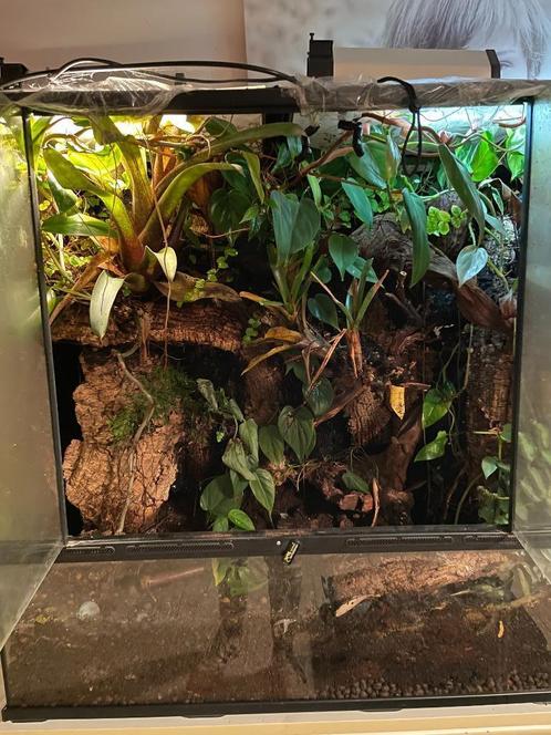 Enorm Tropisch terrarium, paludarium, Animaux & Accessoires, Reptiles & Amphibiens | Accessoires, Comme neuf, Terrarium ou Paludarium