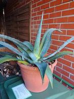 Agave Americana plant, Ophalen