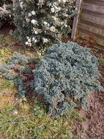 laagblijvende sierconifeer Chamaecyparis p. "Blue Moon", Tuin en Terras, Planten | Struiken en Hagen, Ophalen, Overige soorten