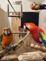 ara catalina x geelvleugel, Dieren en Toebehoren, Vogels | Parkieten en Papegaaien, Meerdere dieren, Papegaai, Geringd