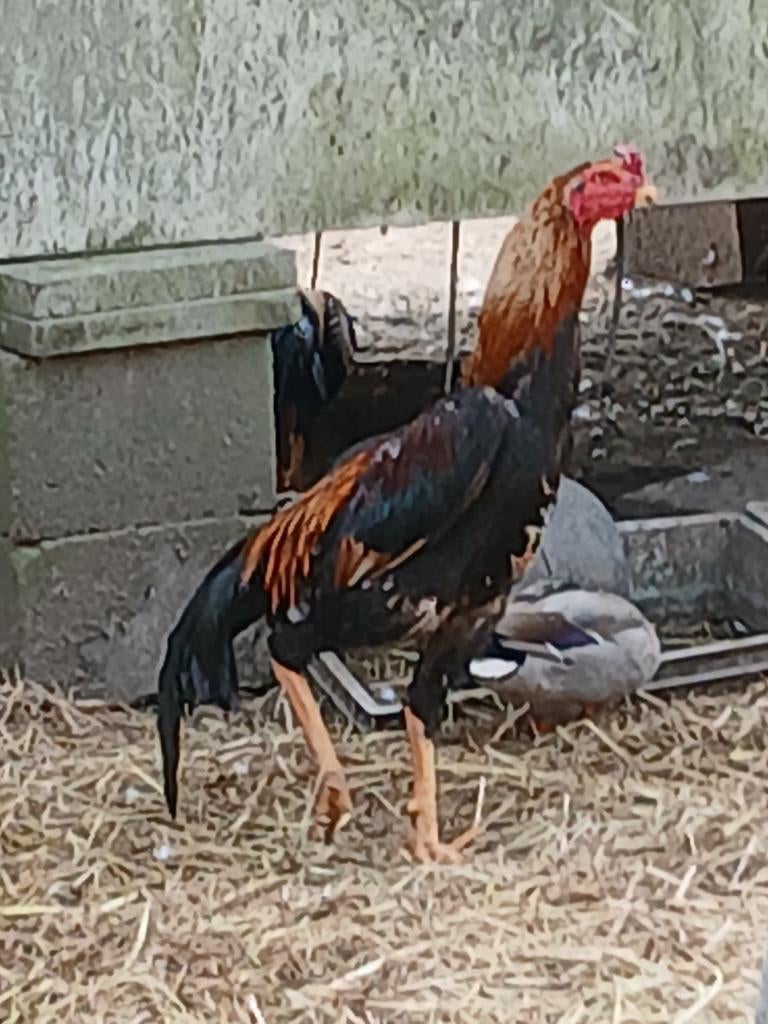 Shamo 2025, Dieren en Toebehoren