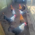 Broedeieren Kempisch hoen / Campine