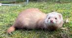 Zeer tam Sandy fretje, Animaux & Accessoires, Mâle, Furet, Domestique, Juillet