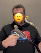 Calopsitte EAM/très bien apprivoisée, Animaux & Accessoires, Oiseaux | Perruches & Perroquets, Femelle, Perruche, Domestique