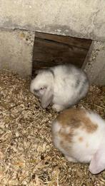 Nederlands hangoor konijn, Femelle, Nain, Oreilles tombantes, 0 à 2 ans