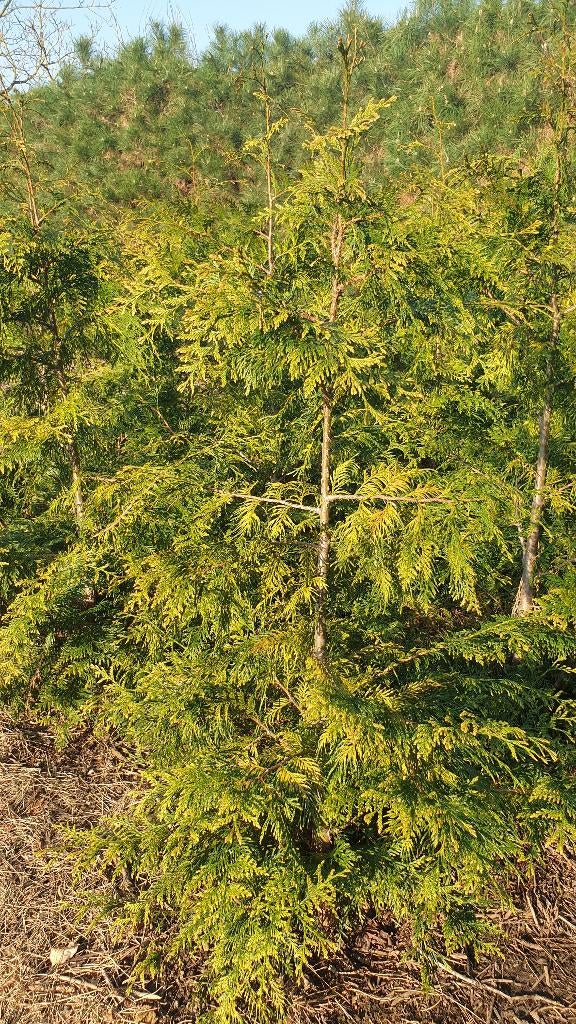 Haagplanten Thuya Plicata 'Zebrina'  of de Reuzenlevensboom, Tuin en Terras, Ophalen, Conifeer, Haag, 100 tot 250 cm