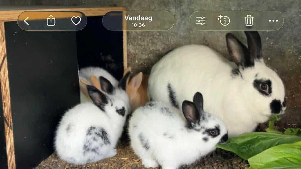 Konijnen, Dieren en Toebehoren, Konijnen, Meerdere dieren, Groot, 0 tot 2 jaar