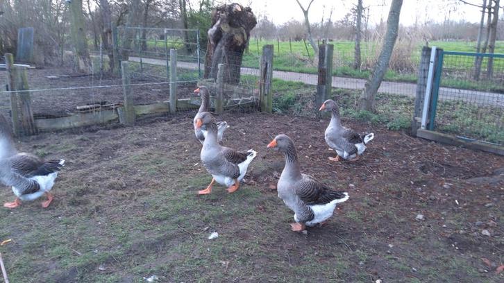 dewlap toulouse ganzen, Dieren en Toebehoren, Vogels | Overige Vogels, Meerdere dieren