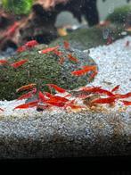 Eigen kweek rode garnalen.