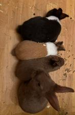 Nestje dwergkonijnen