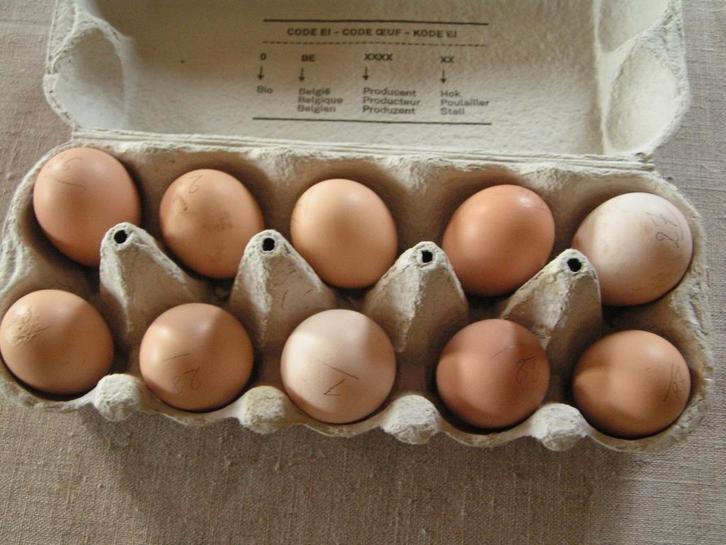 Broedeieren zijdehoenders buff, Animaux & Accessoires, Volatiles