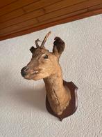 Tete de chevreuil, Collections, Collections Animaux, Enlèvement, Animal sauvage, Bois ou Tête