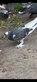 Takla duiven, Dieren en Toebehoren, Vogels | Duiven