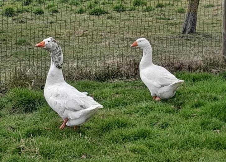 Gratis eendjes, kuikentjes konijntjes, Diversen, Pasen, Nieuw, Ophalen
