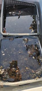 Vijver lelies, Jardin & Terrasse, Étangs, Enlèvement