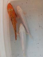 Drie koi s 25 cm, Dieren en Toebehoren