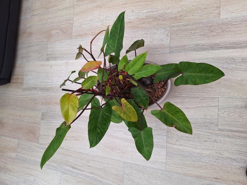 Bloempot met hydroplant compleet, Kunststof, Gebruikt, Binnen, Minder dan 40 cm