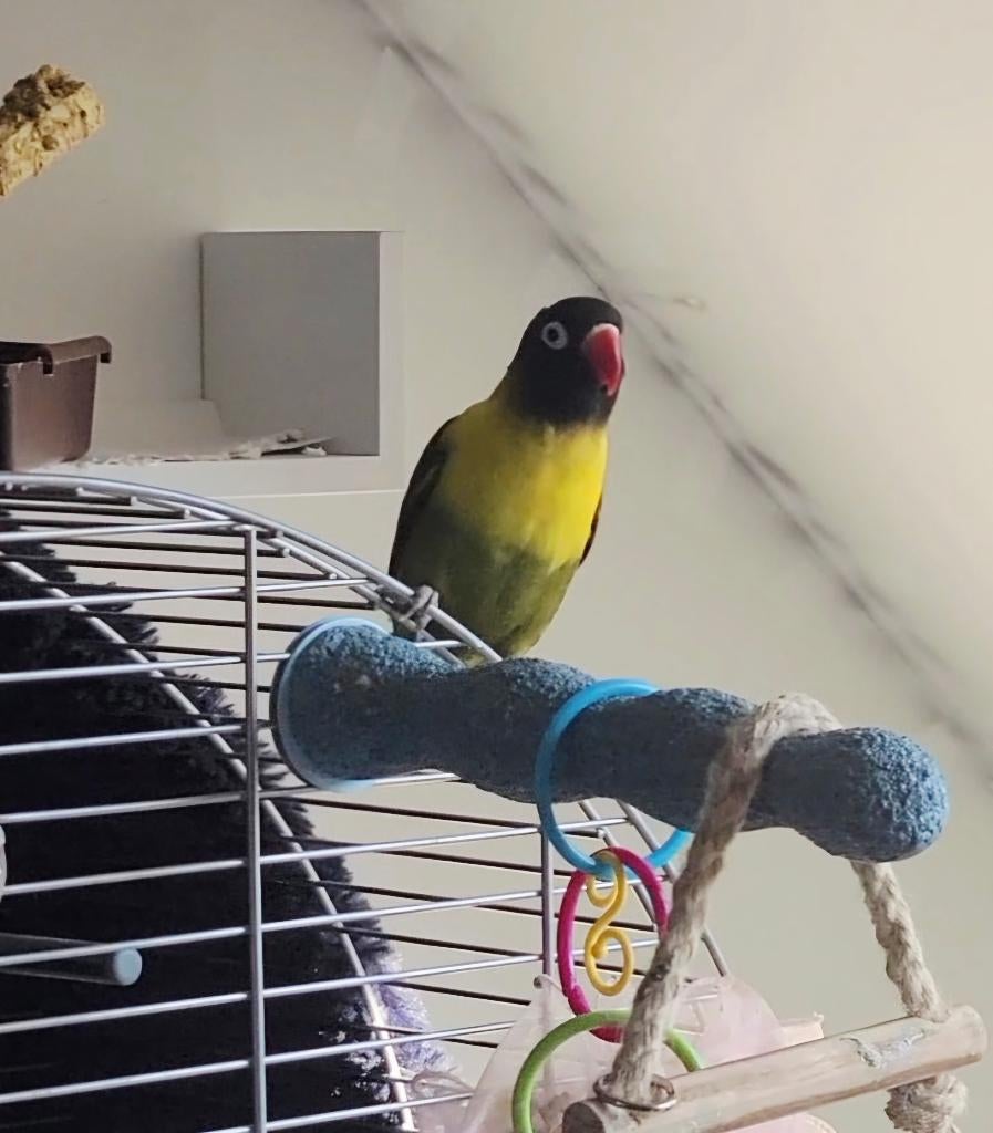 Agapornis wildkleur  zoekt metgezel, Dieren en Toebehoren, Vogels | Parkieten en Papegaaien, Mannelijk, Dwergpapegaai of Agapornis