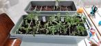 Tomaten plantjes + basilicum, Ophalen